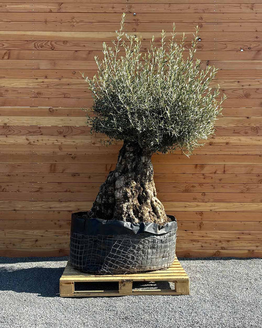 Olivenbaum „Colosso“ (L13)