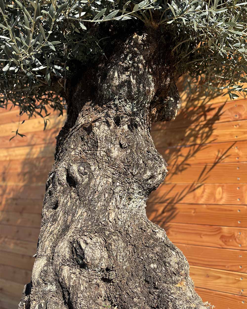 Olivenbaum „Colosso“ (L14)