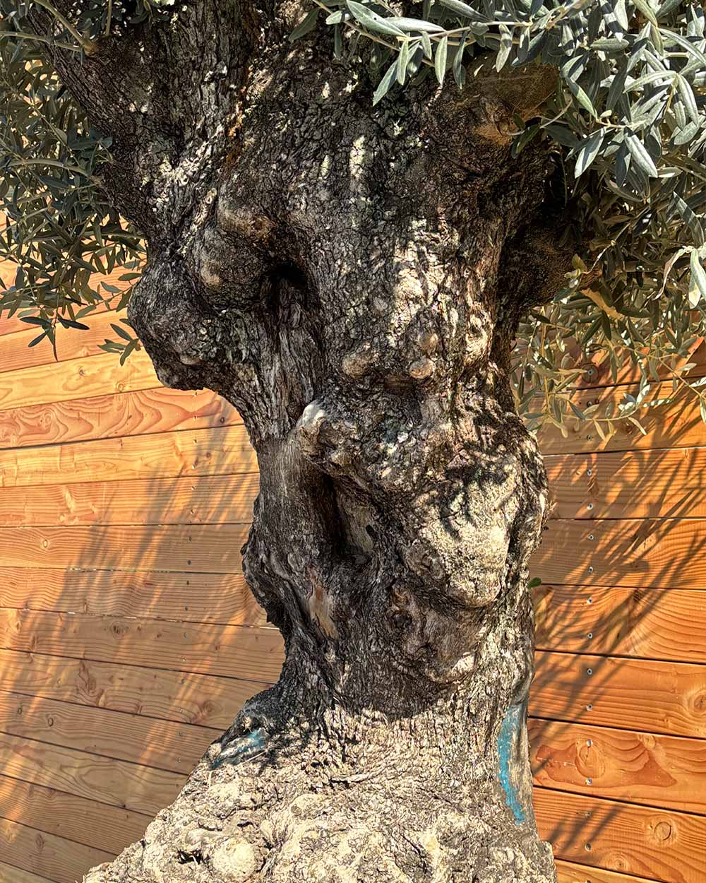 Olivenbaum „Colosso“ (L14)