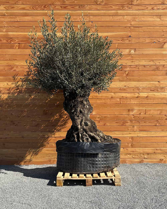Olivenbaum „Colosso“ (L14)