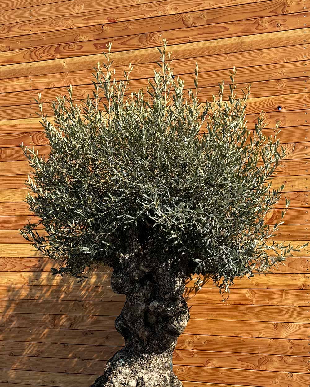 Olivenbaum „Colosso“ (L14)