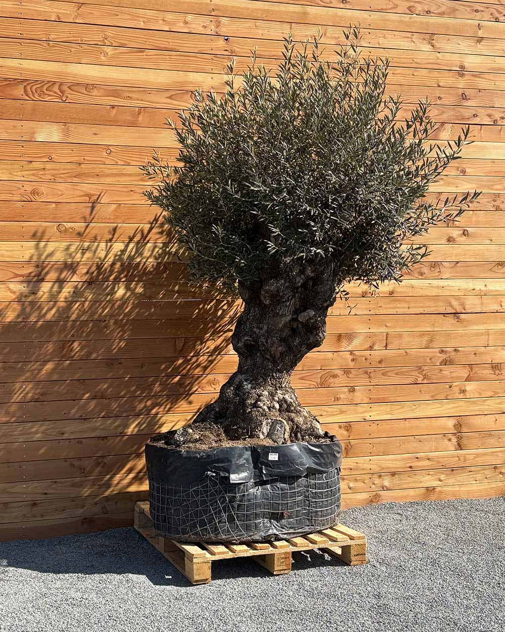 Olivenbaum „Colosso“ (L14)