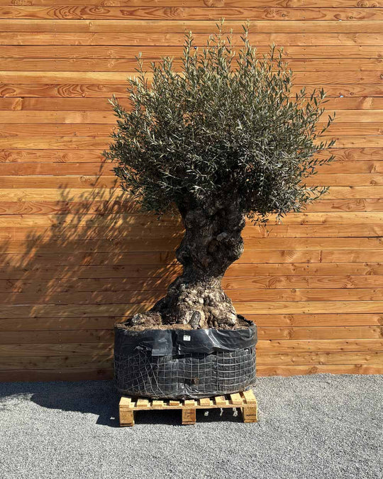 Olivenbaum „Colosso“ (L14)