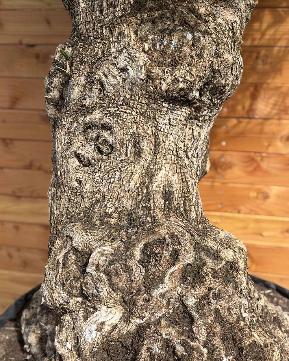 Olivenbaum „Colosso“ (L4)