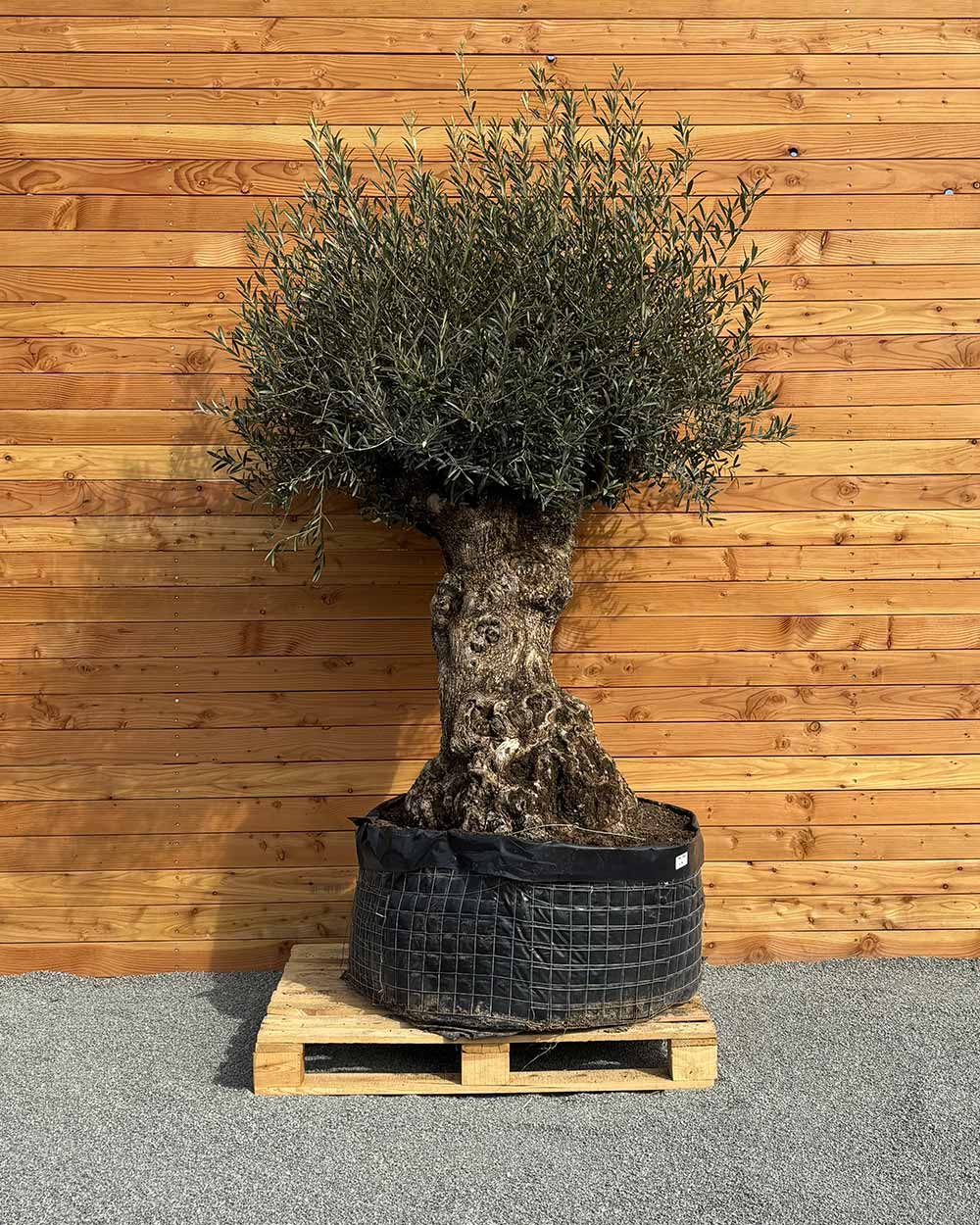 Olivenbaum „Colosso“ (L4)