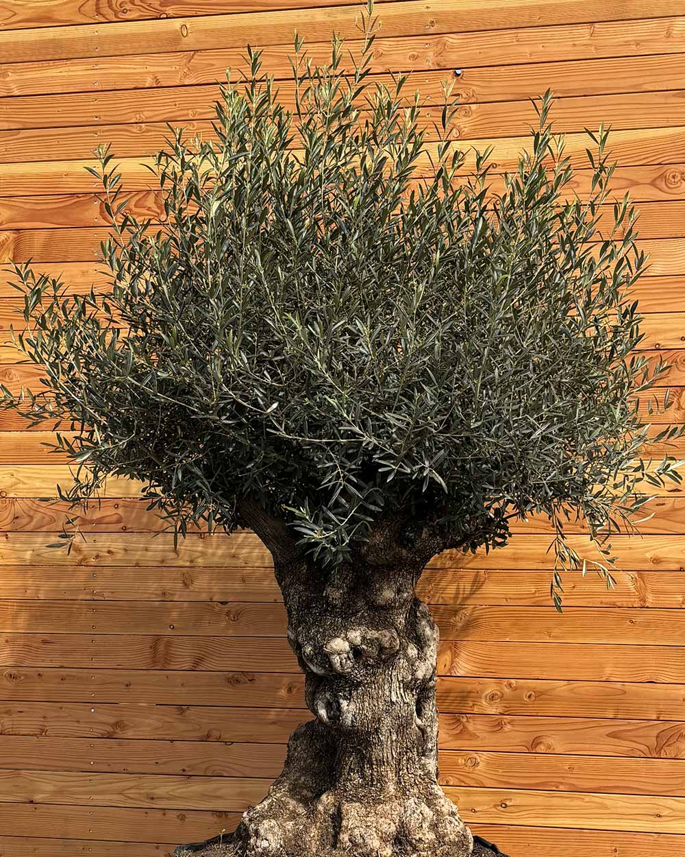 Olivenbaum „Colosso“ (L4)