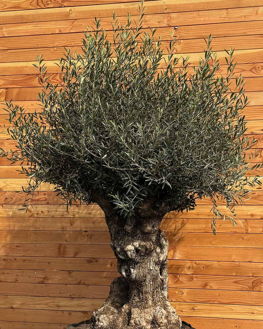 Olivenbaum „Colosso“ (L4)