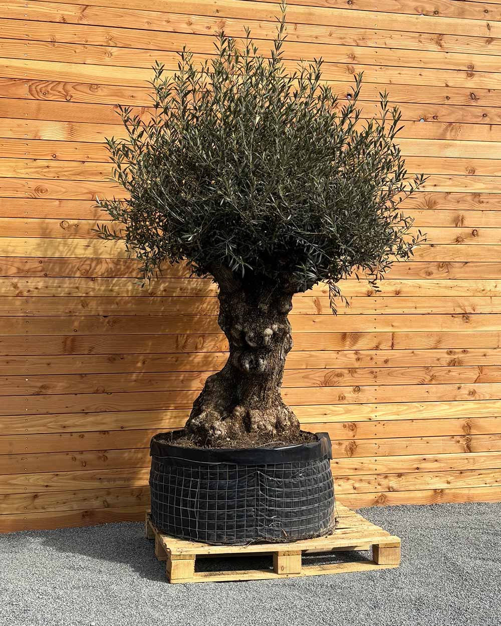 Olivenbaum „Colosso“ (L4)