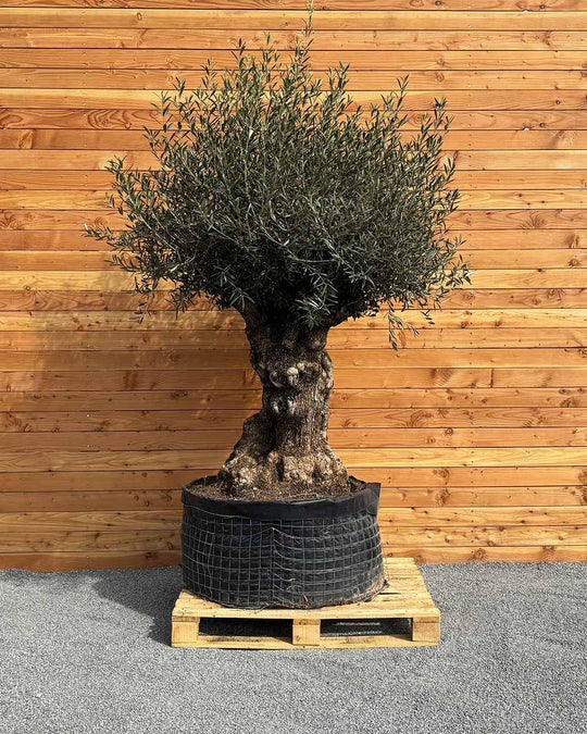 Olivenbaum „Colosso“ (L4)