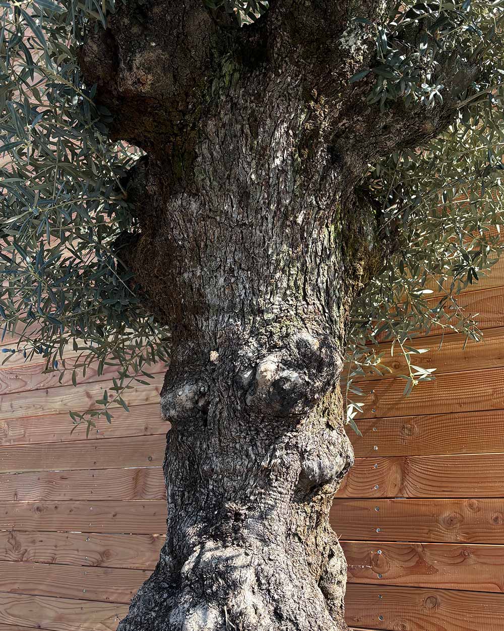 Olivenbaum „Colosso“ (L5)
