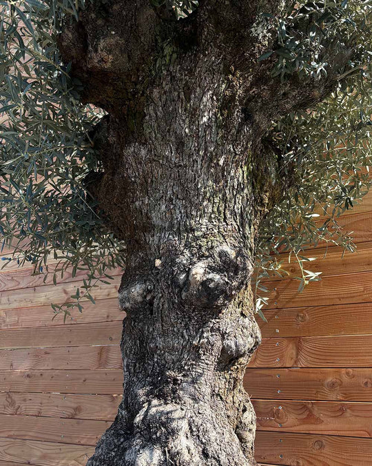 Olivenbaum „Colosso“ (L5)
