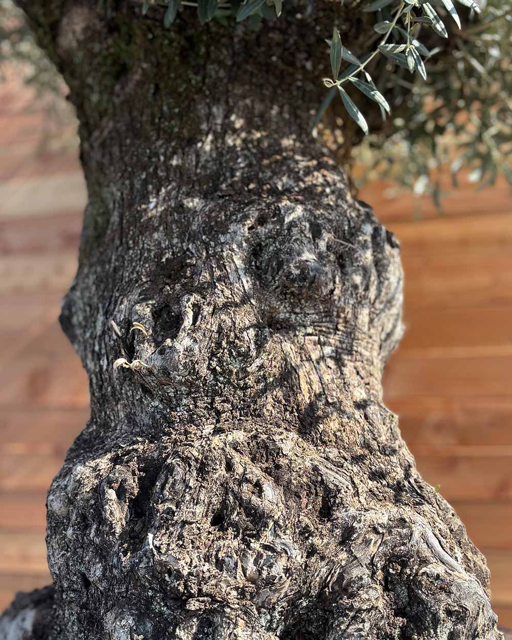 Olivenbaum „Colosso“ (L5)