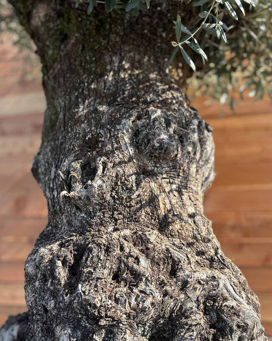 Olivenbaum „Colosso“ (L5)