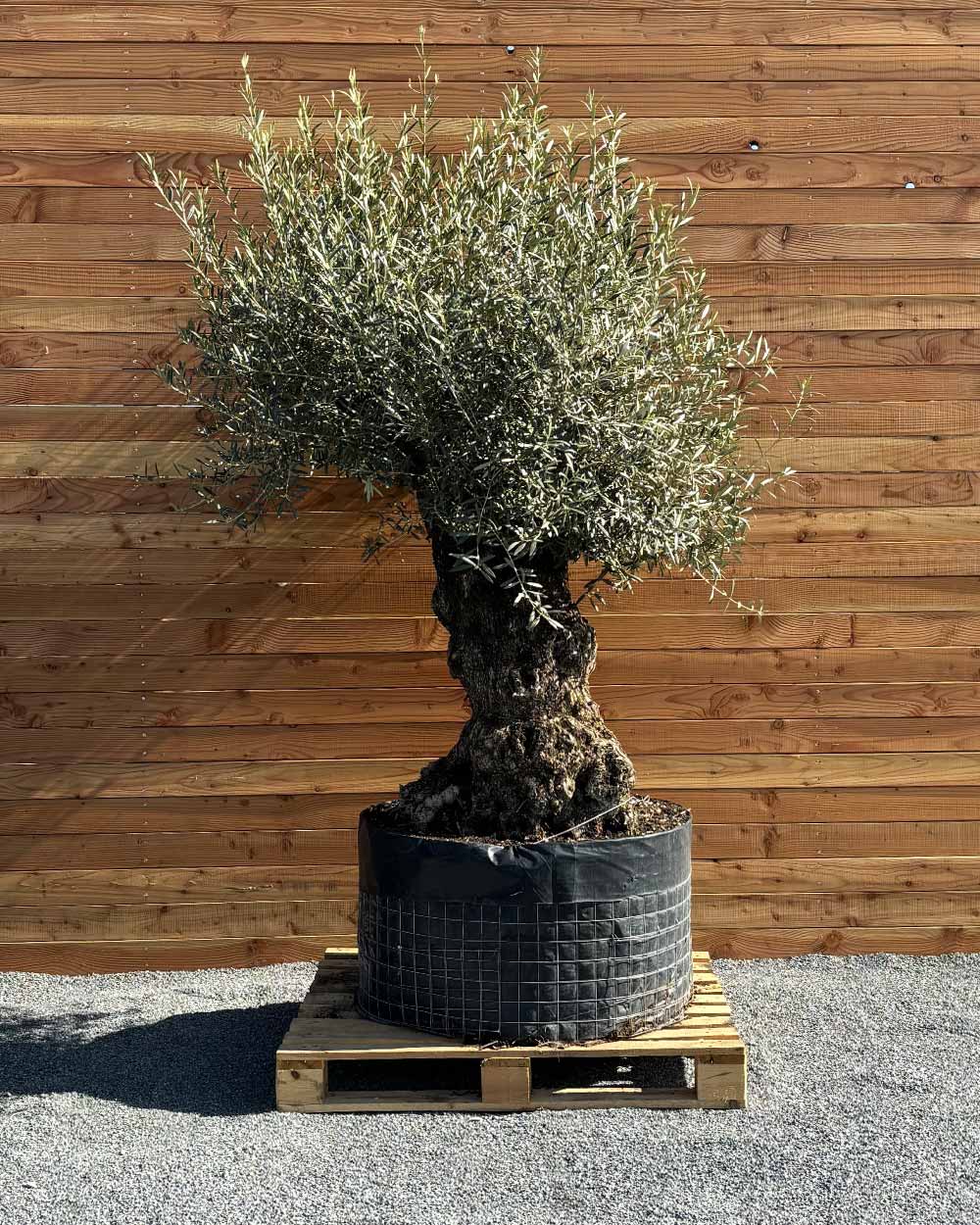 Olivenbaum „Colosso“ (L5)
