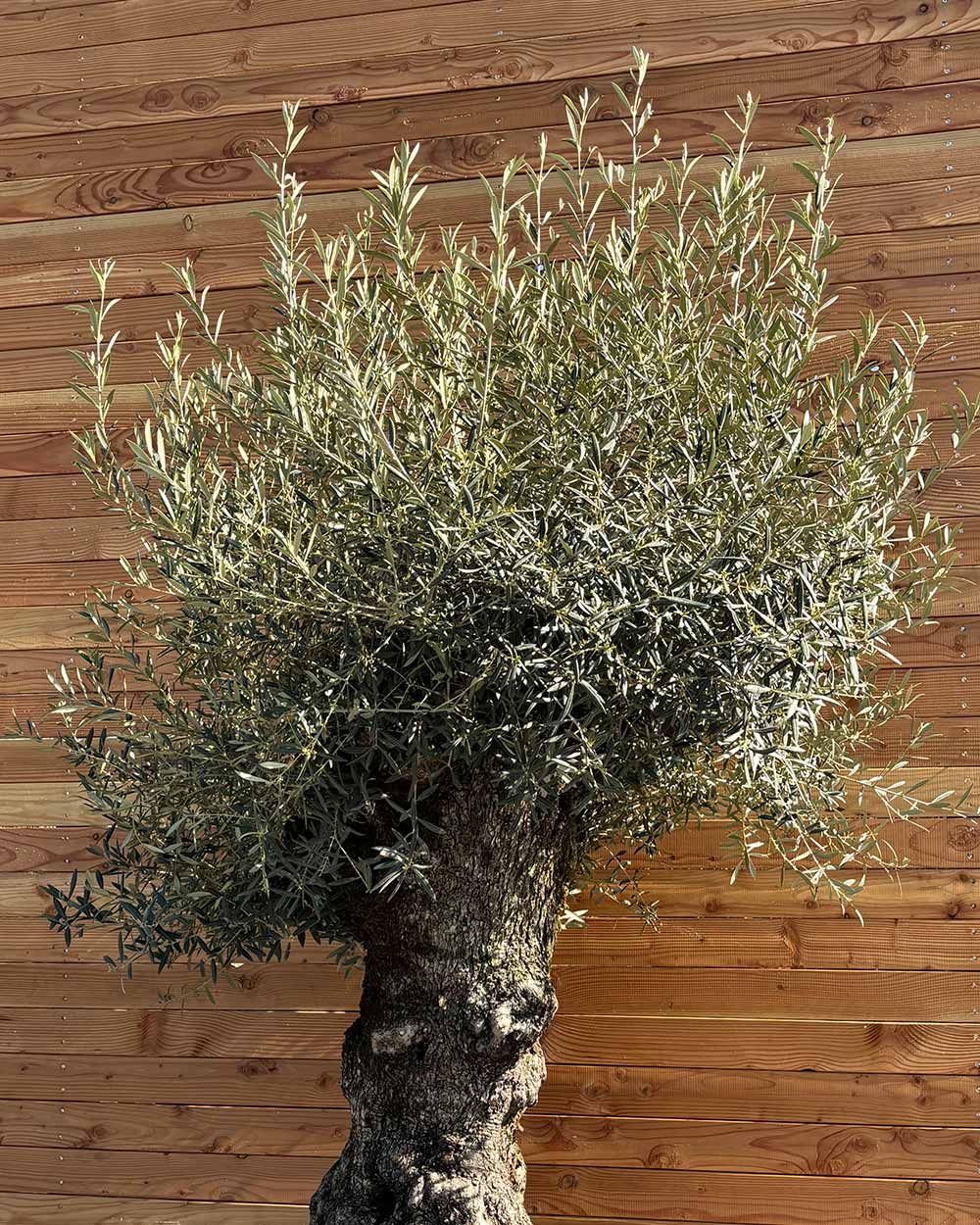 Olivenbaum „Colosso“ (L5)