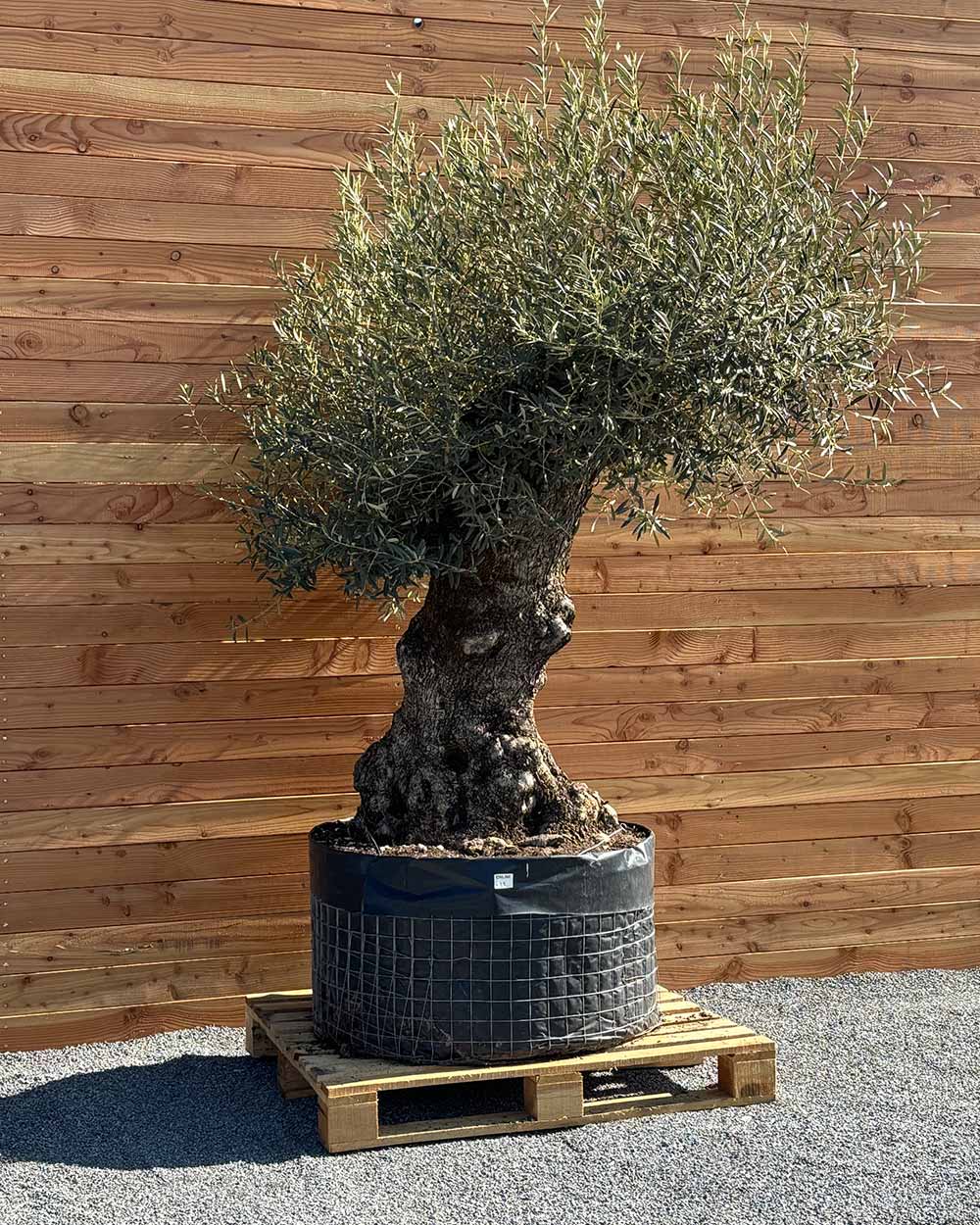 Olivenbaum „Colosso“ (L5)