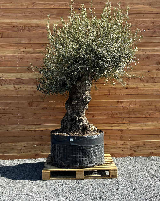 Olivenbaum „Colosso“ (L5)
