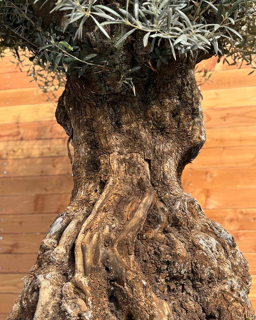 Olivenbaum „Colosso“ (L6)