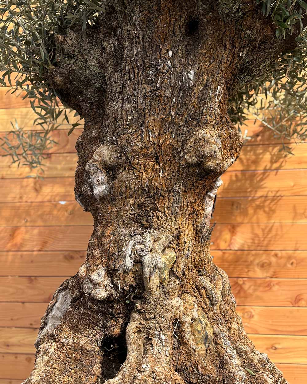 Olivenbaum „Colosso“ (L6)