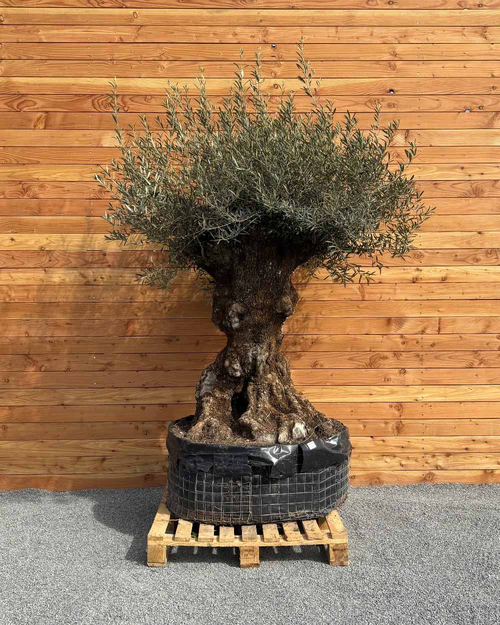 Olivenbaum „Colosso“ (L6)