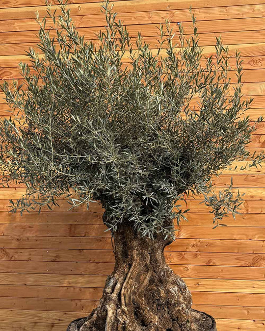 Olivenbaum „Colosso“ (L6)