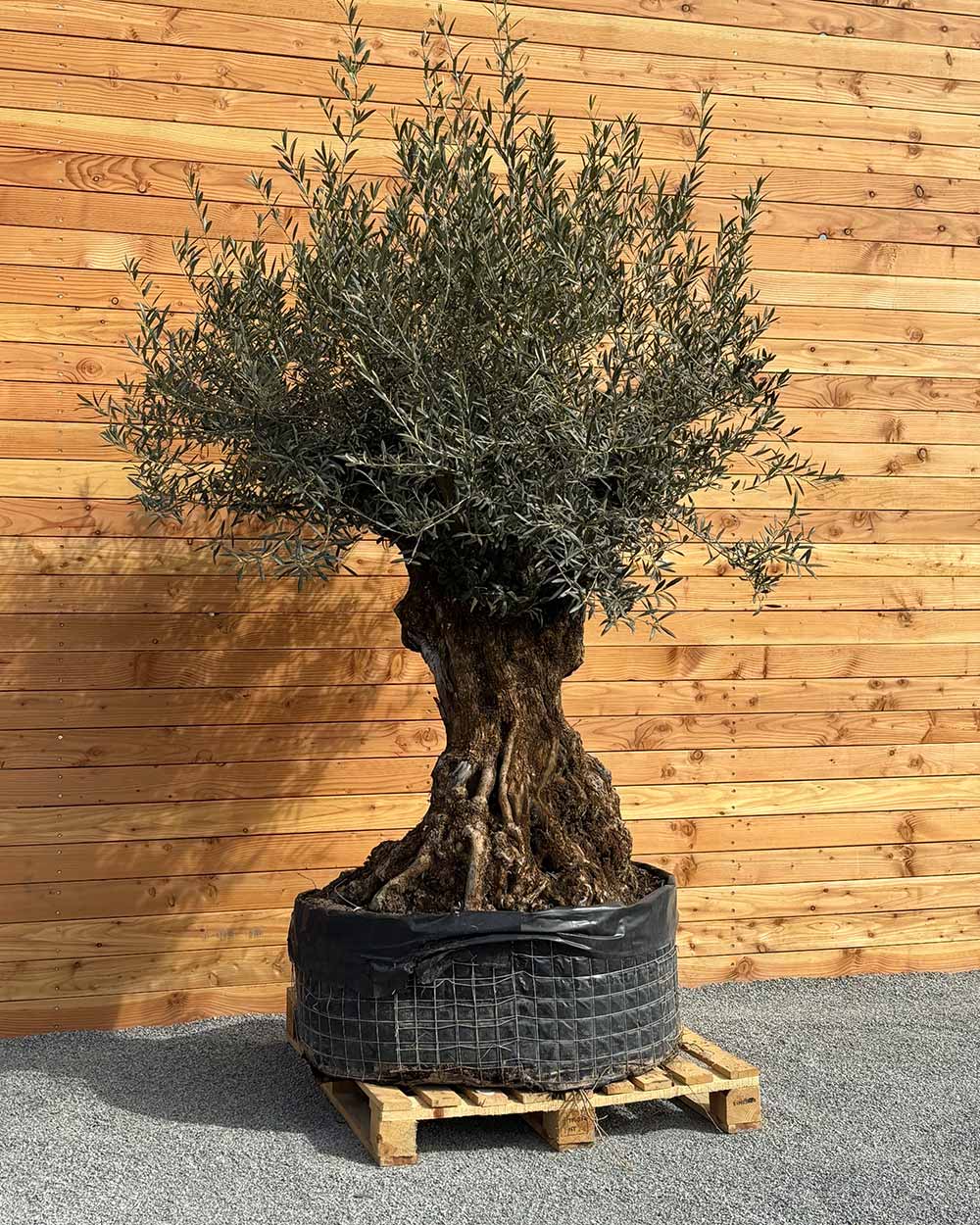 Olivenbaum „Colosso“ (L6)
