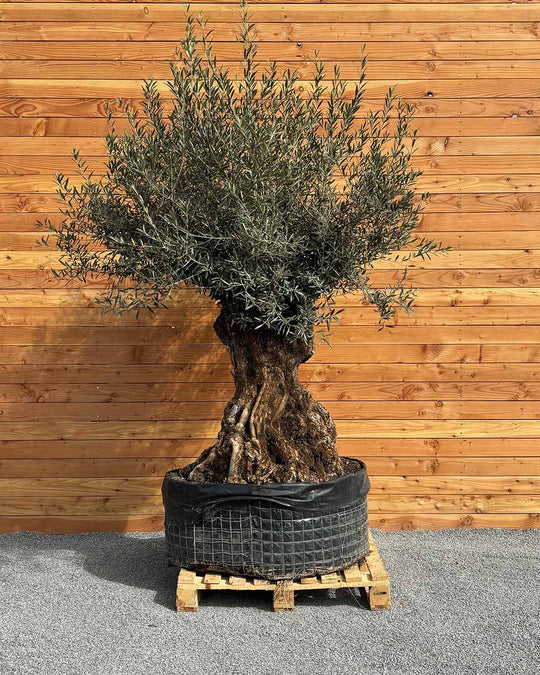 Olivenbaum „Colosso“ (L6)