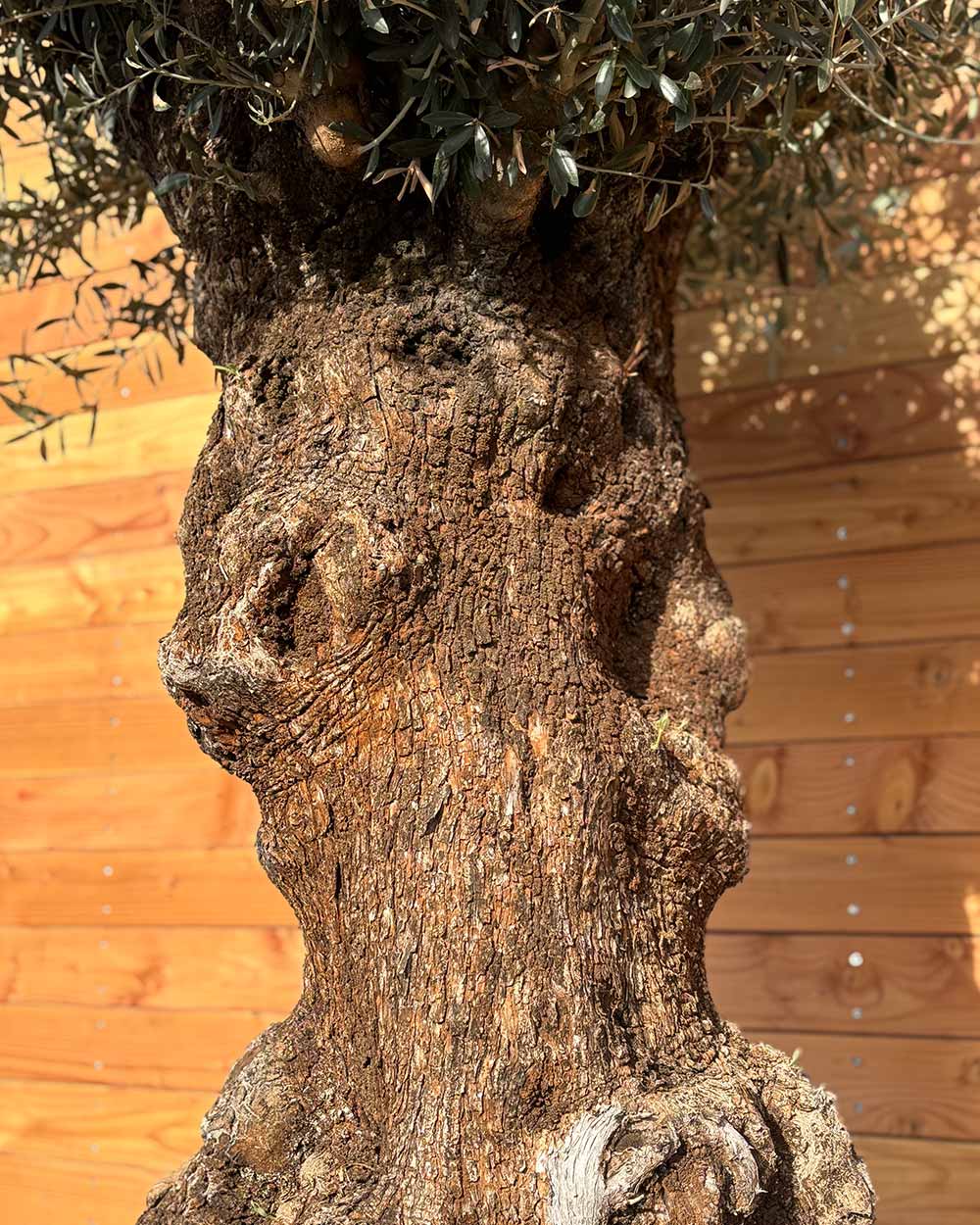 Olivenbaum „Colosso“ (L8)