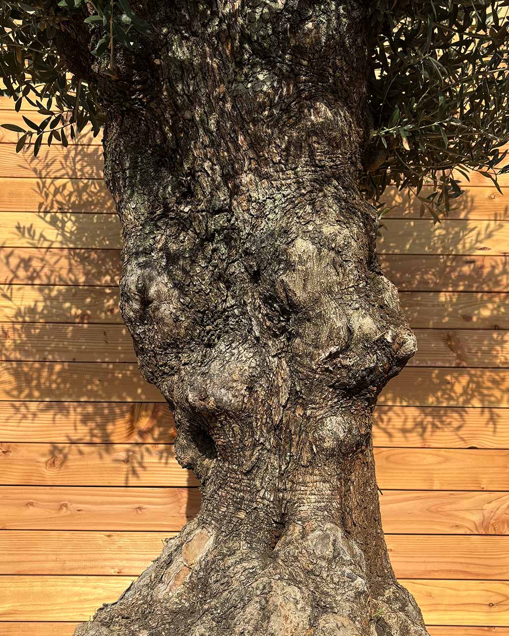 Olivenbaum „Colosso“ (L8)