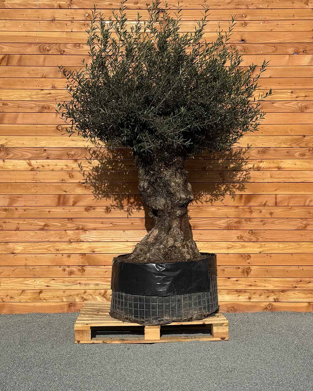 Olivenbaum „Colosso“ (L8)