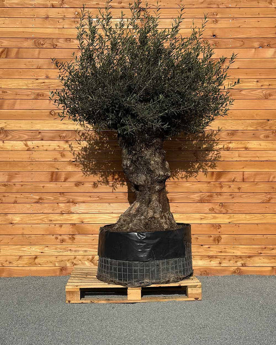 Olivenbaum „Colosso“ (L8)