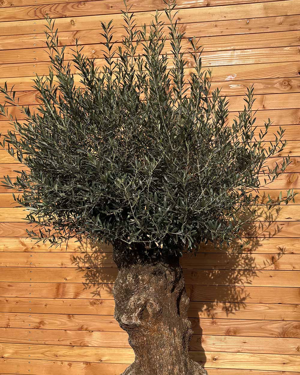 Olivenbaum „Colosso“ (L8)