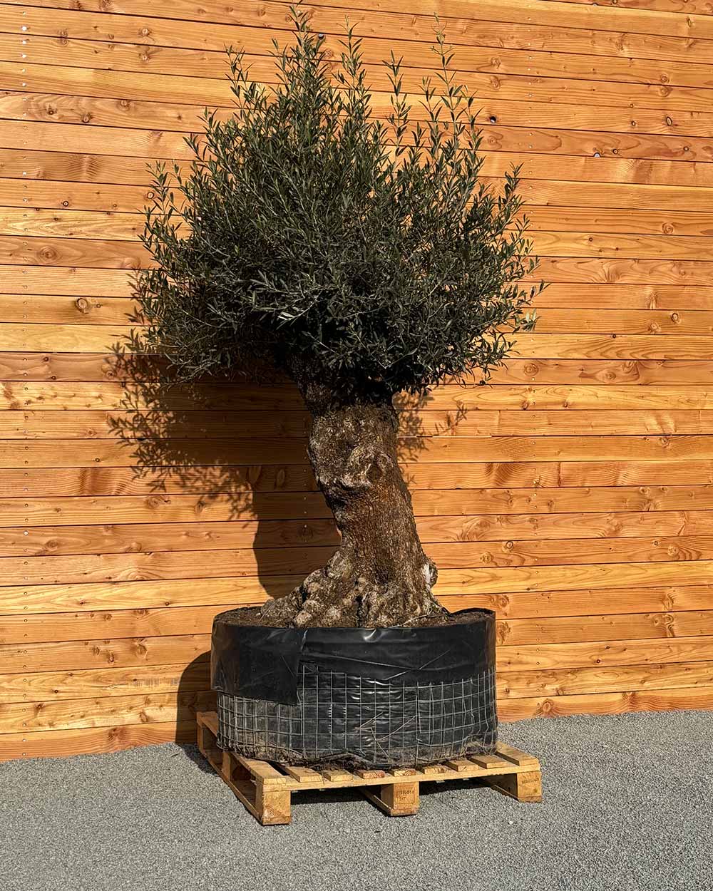 Olivenbaum „Colosso“ (L8)