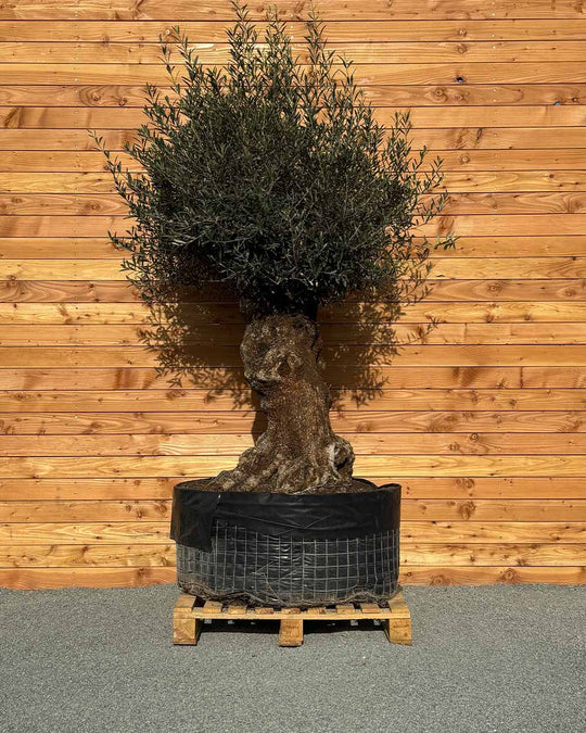 Olivenbaum „Colosso“ (L8)
