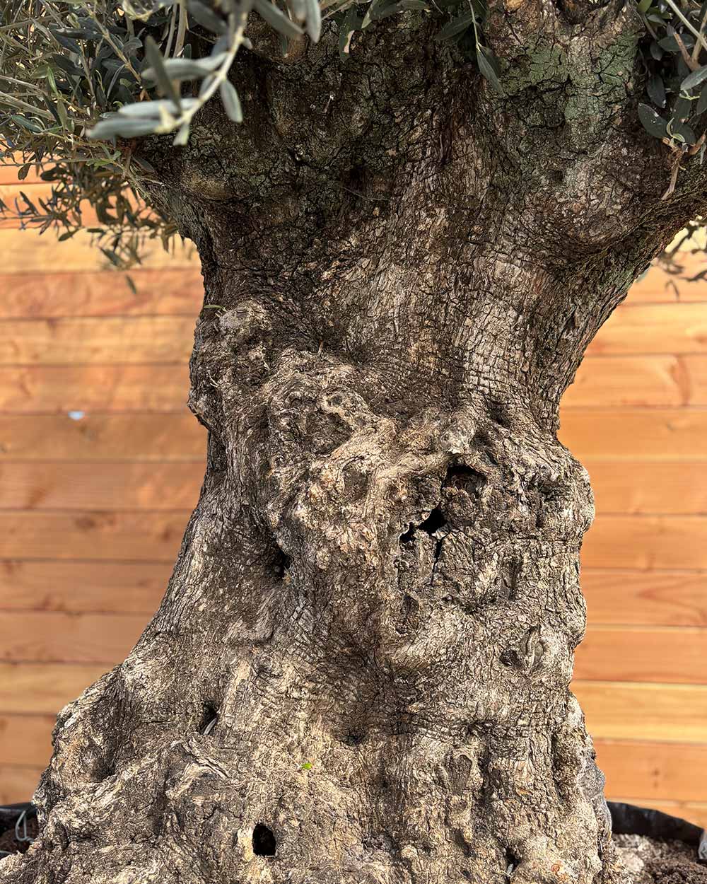 Olivenbaum „Colosso“ (L9)