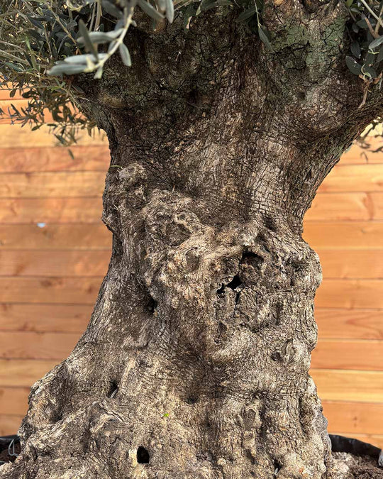 Olivenbaum „Colosso“ (L9)