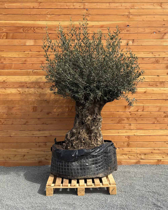 Olivenbaum „Colosso“ (L9)