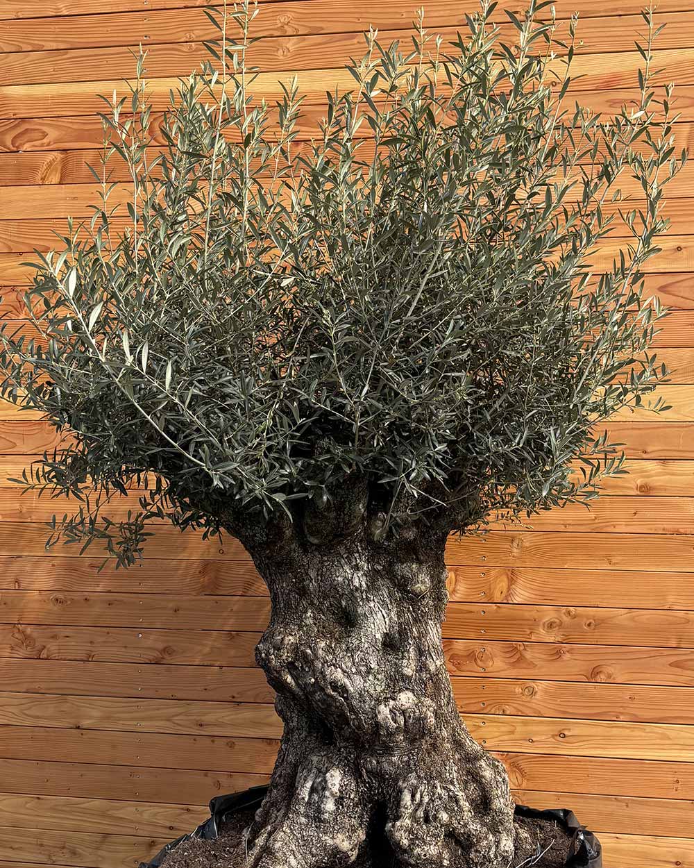 Olivenbaum „Colosso“ (L9)