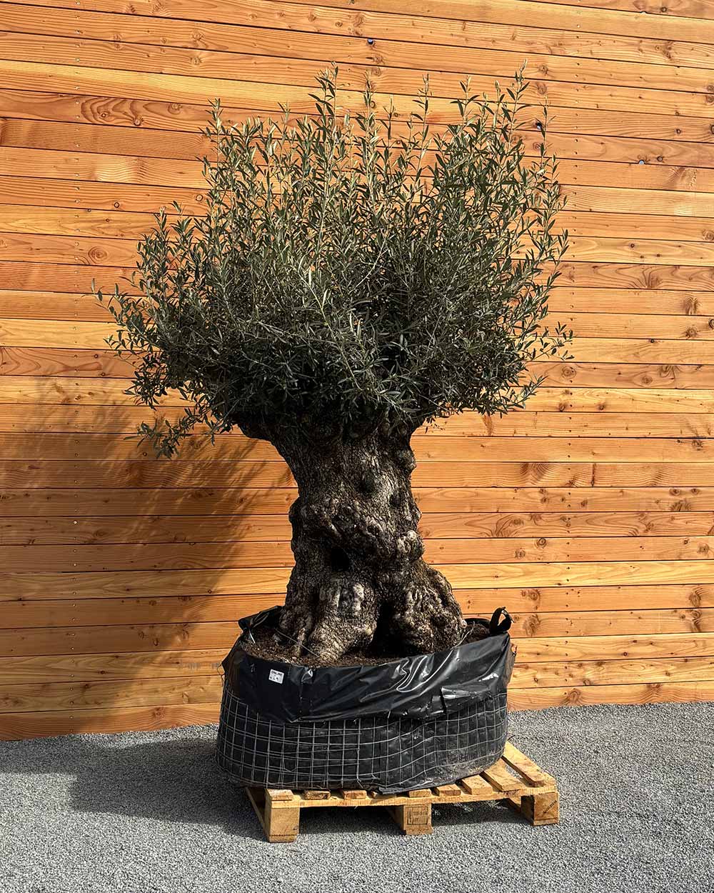 Olivenbaum „Colosso“ (L9)