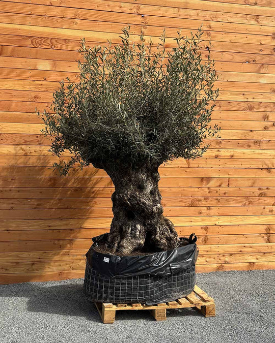 Olivenbaum „Colosso“ (L9)