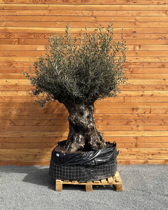 Olivenbaum „Colosso“ (L9)
