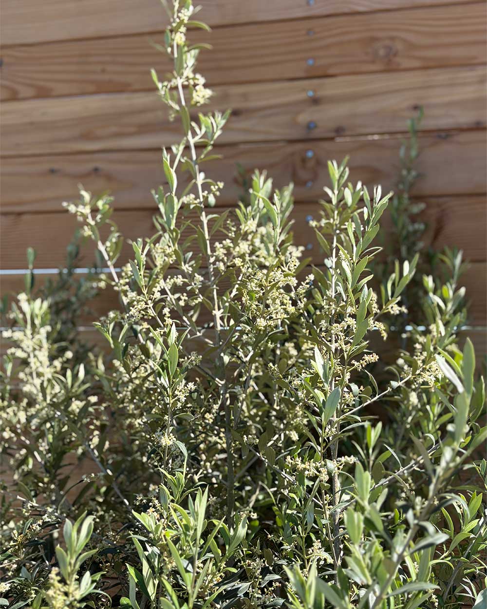 Olivenbaum M