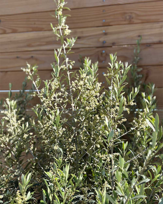 Olivenbaum M