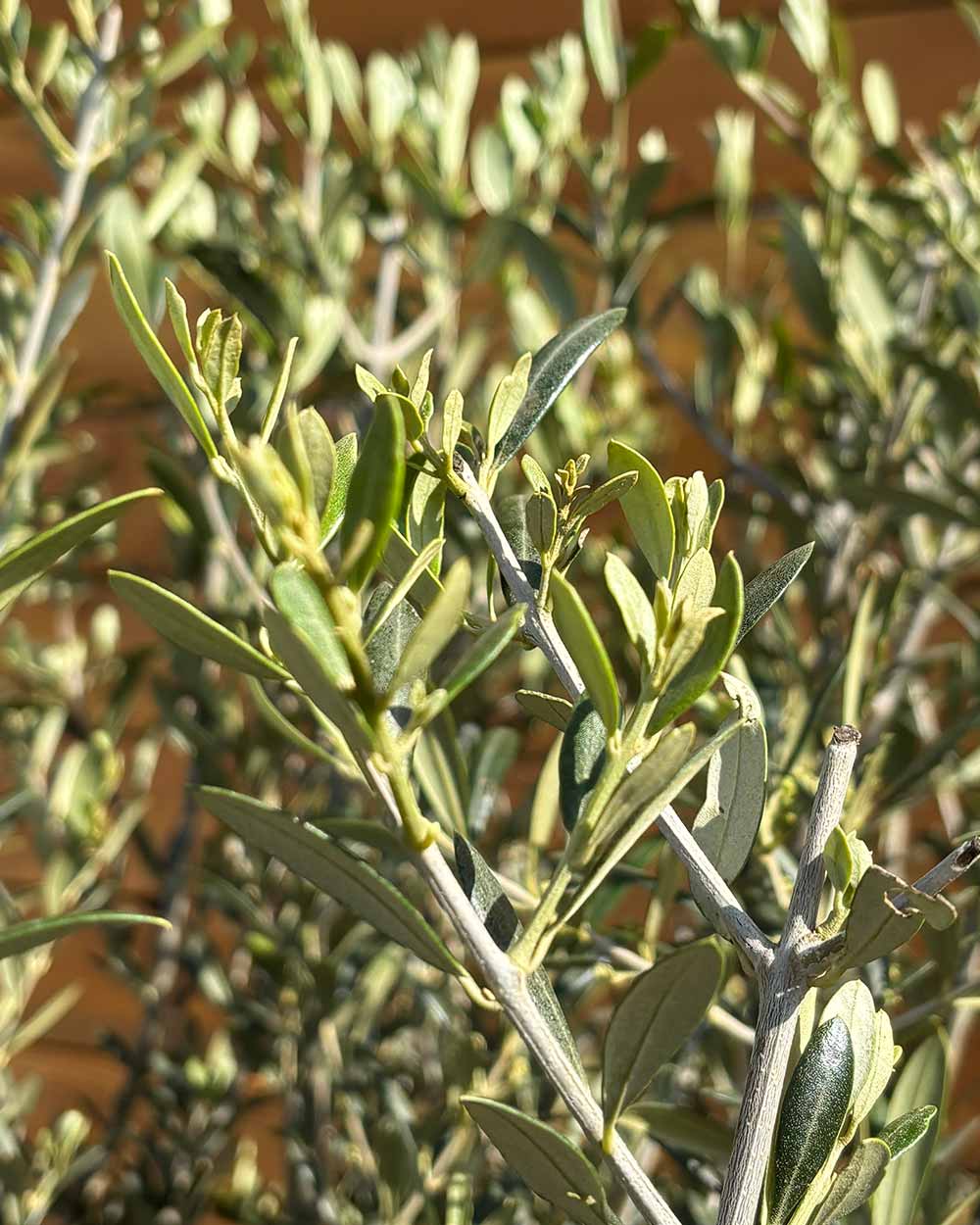 Olivenbaum – Olea europaea ‘Arbequina’