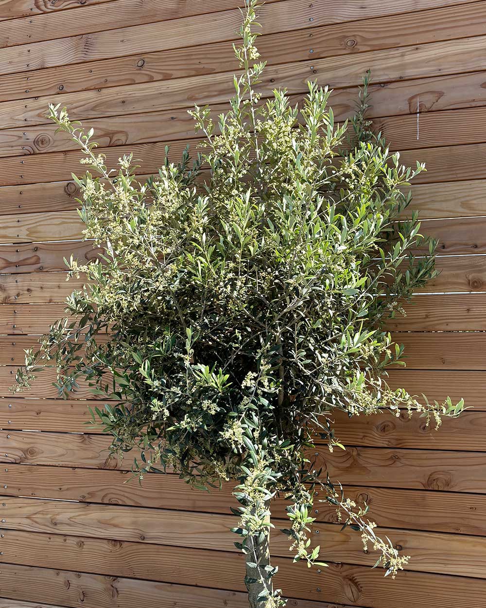 Olivenbaum M