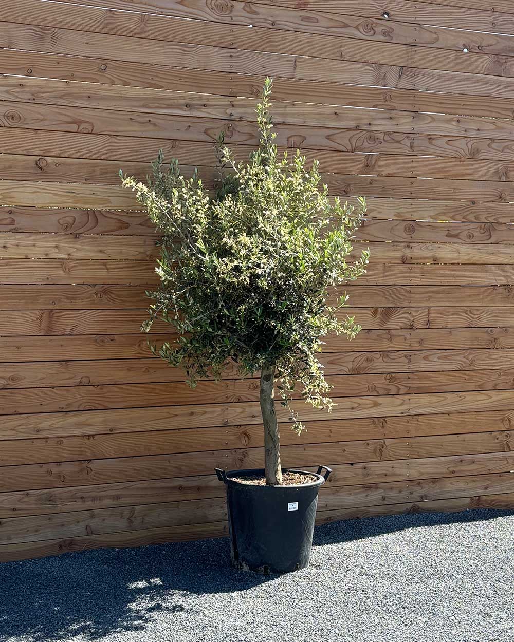 Olivenbaum M