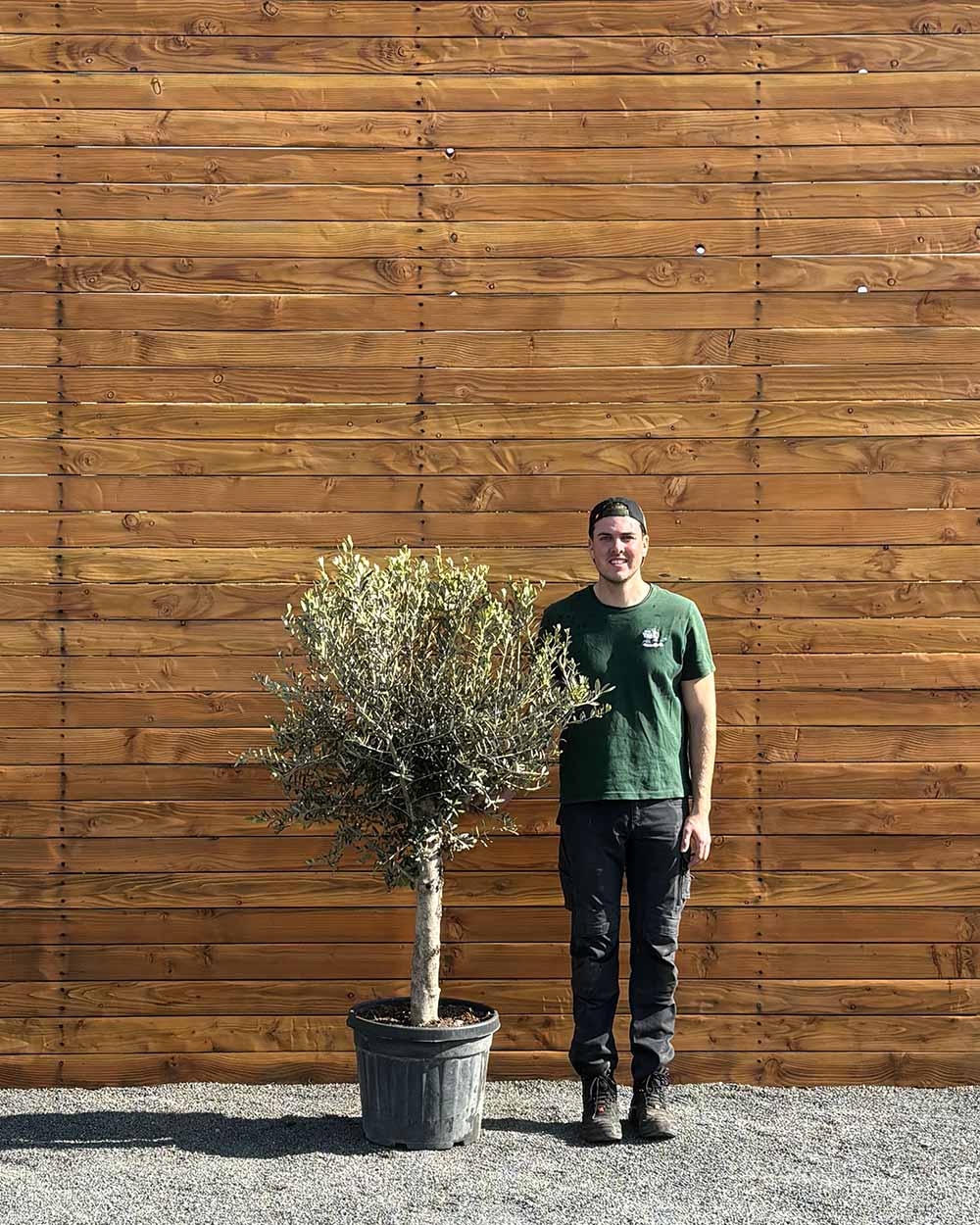 Olivenbaum – Olea europaea ‘Arbequina’