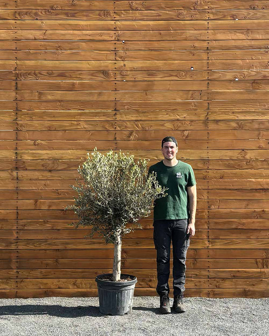 Olivenbaum – Olea europaea ‘Arbequina’