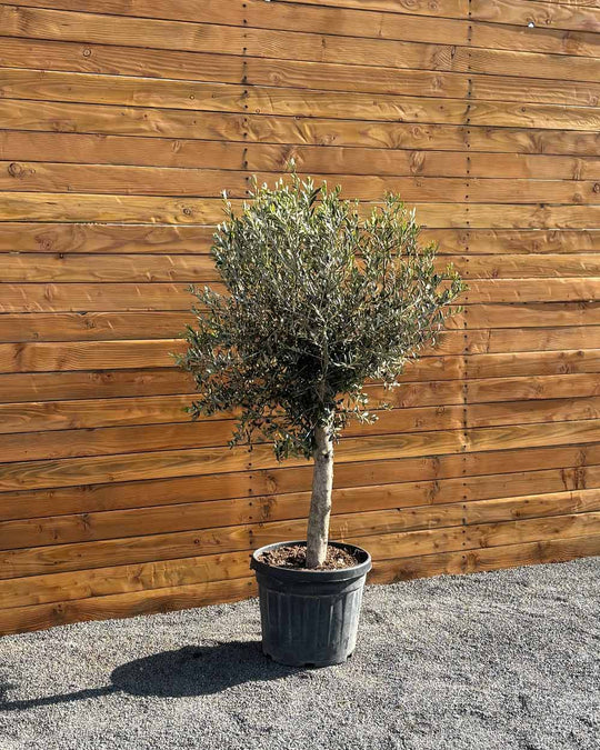 Olivenbaum – Olea europaea ‘Arbequina’