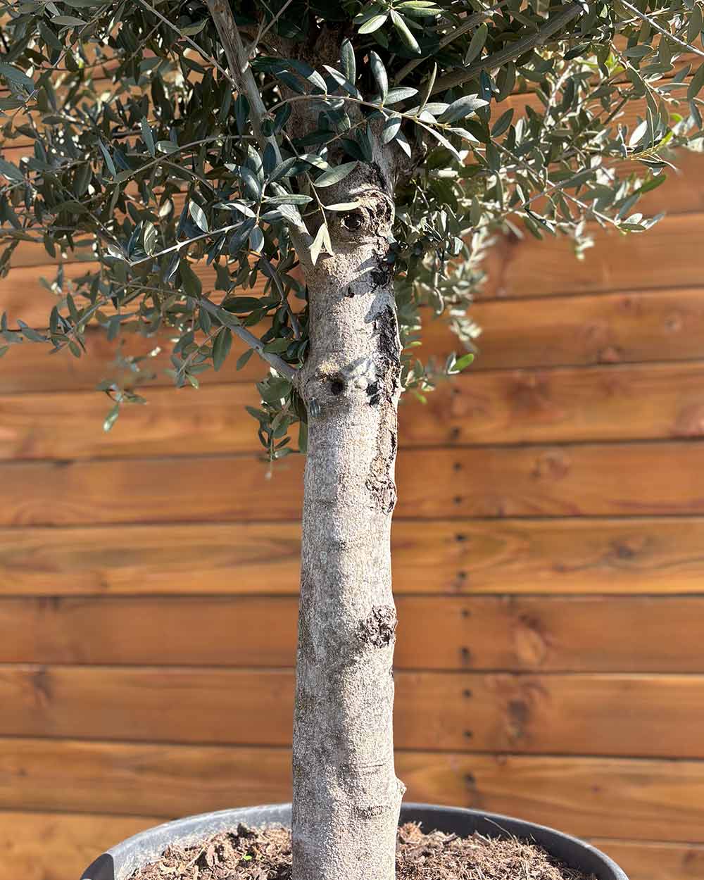 Olivenbaum – Olea europaea ‘Arbequina’